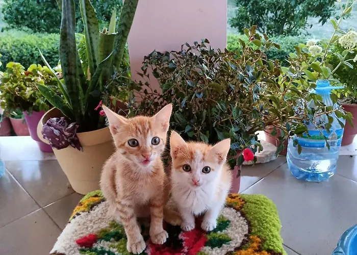 Feriehus Fetie Berat