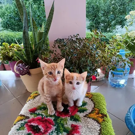 Hébergement de vacances Fetie Berat