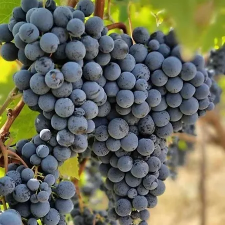 Hébergement de vacances Fetie