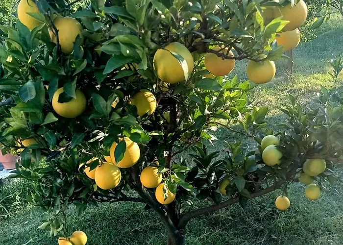 Fetie Сasa de vacaciones *